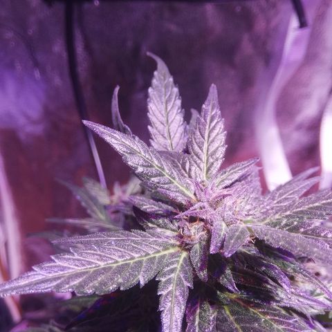 Northern lights auto  growlog photo: Sister1