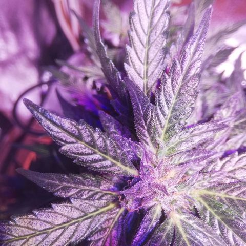 Northern lights auto  growlog photo: Sister1