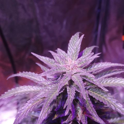 Northern lights auto  growlog photo: Sister2