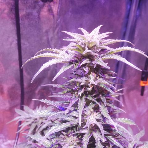 Northern lights auto  growlog photo: Sister2