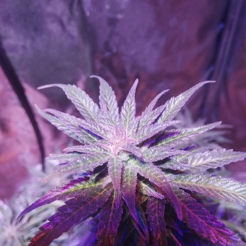 Northern lights auto  growlog timeline photo