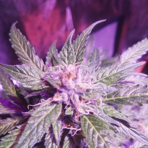 Northern lights auto  growlog timeline photo