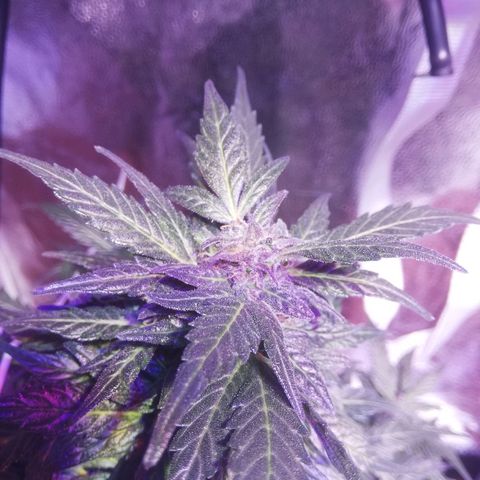Northern lights auto  growlog timeline photo