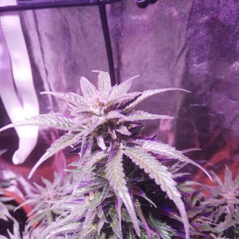 Northern lights auto  growlog timeline photo