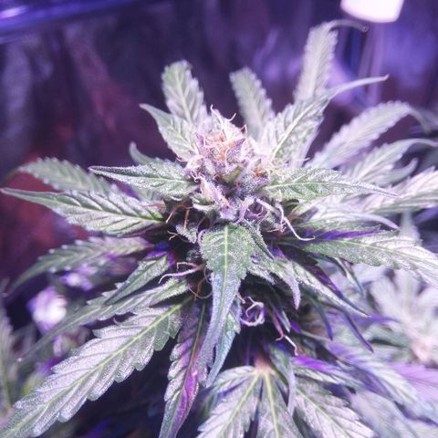 Northern lights auto  growlog timeline photo