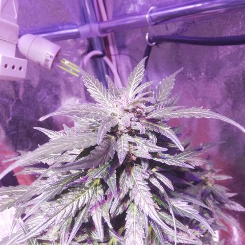 Northern lights auto  growlog timeline photo