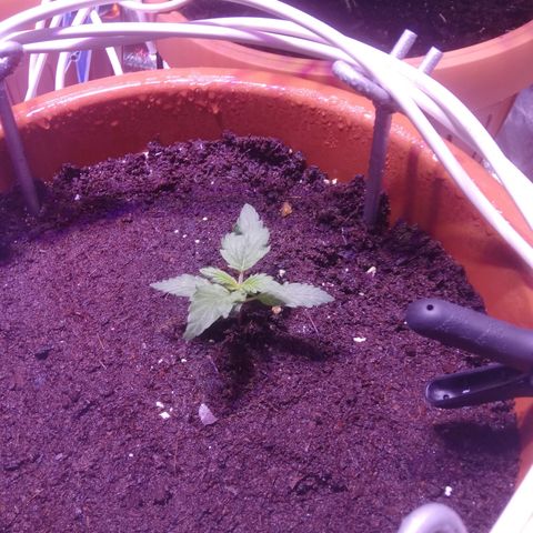 Varietà sconosciuta growlog timeline photo