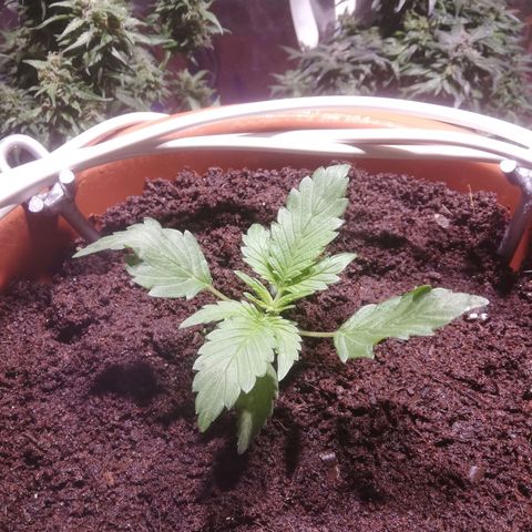 Varietà sconosciuta growlog timeline photo