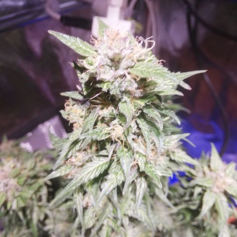 Northern lights auto  growlog photo: BIG