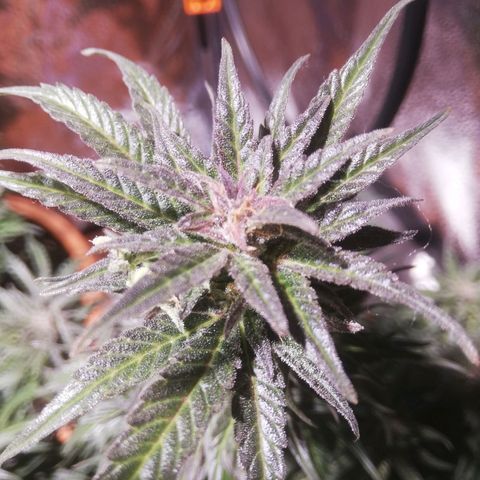 Northern lights auto  growlog photo: Sisters 1 e 2