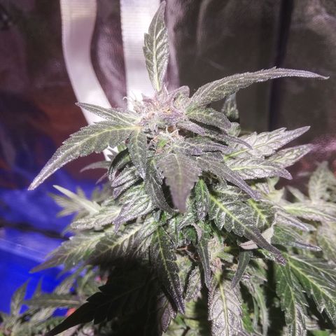 Northern lights auto  growlog photo: Sisters 1 e 2