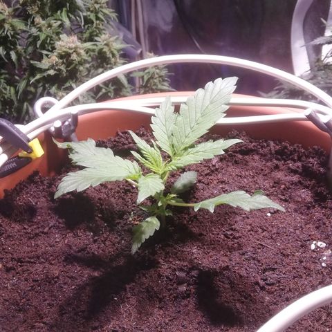 Varietà sconosciuta growlog timeline photo