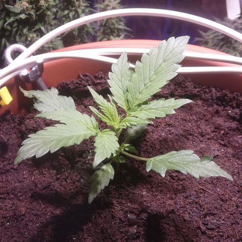 Varietà sconosciuta growlog timeline photo