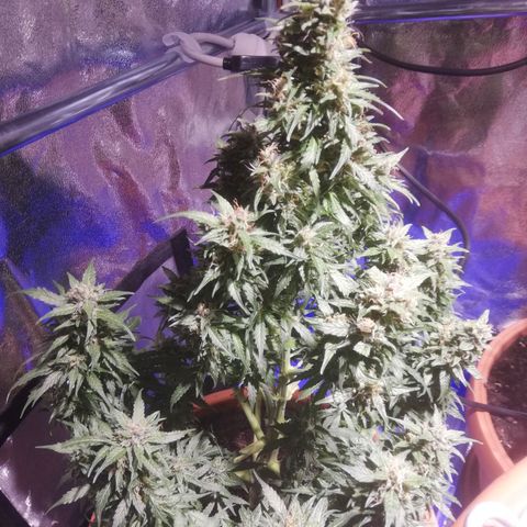 Northern lights auto  growlog photo: Big
