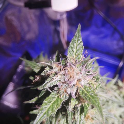 Northern lights auto  growlog photo: Big