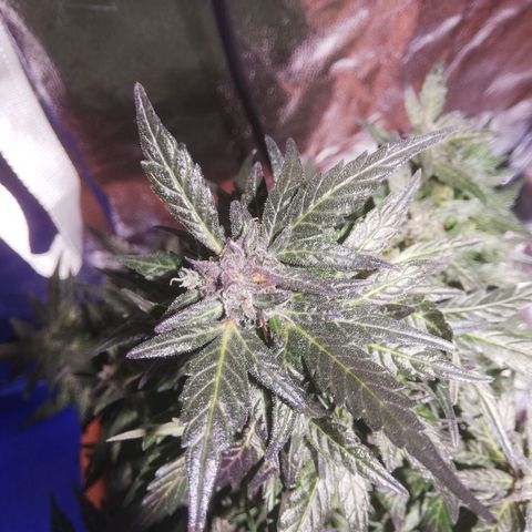 Northern lights auto  growlog photo: Sisters 1 e 2
