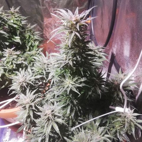 Northern lights auto  growlog photo: Sisters 1 e 2