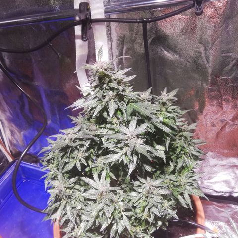 Northern lights auto  growlog photo: Sisters 1 e 2