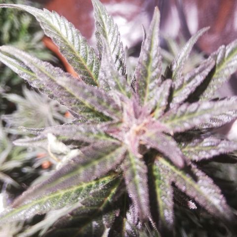 Northern lights auto  growlog photo: Sisters 1 e 2