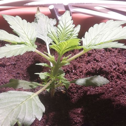 Varietà sconosciuta growlog timeline photo