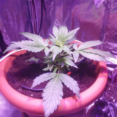 Varietà sconosciuta growlog timeline photo