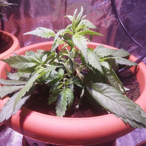 Varietà sconosciuta growlog photo: Lst