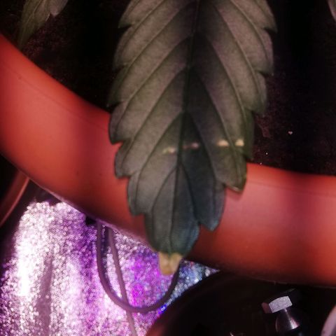 Varietà sconosciuta growlog photo: Qualche foglia con macchie gialle