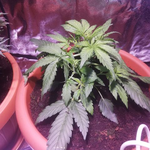 Varietà sconosciuta growlog photo: Qualche foglia con macchie gialle