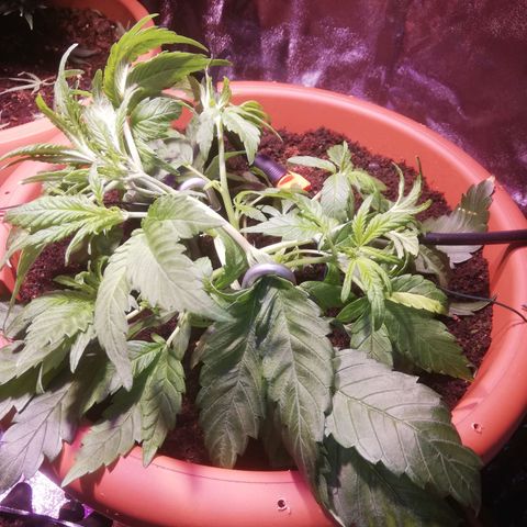 Varietà sconosciuta growlog timeline photo