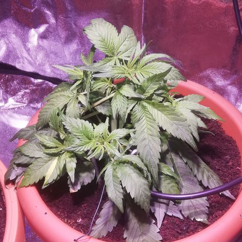 Varietà sconosciuta growlog timeline photo
