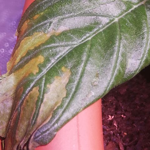 Varietà sconosciuta growlog timeline photo