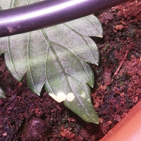 Varietà sconosciuta growlog timeline photo