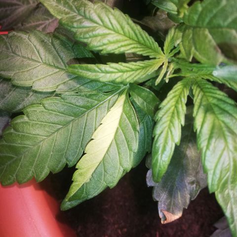 Varietà sconosciuta growlog timeline photo