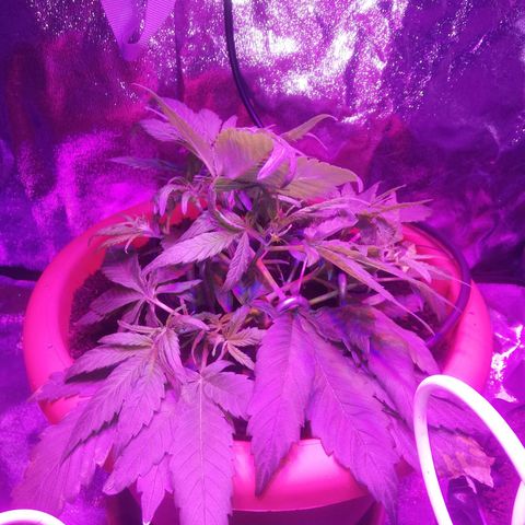 Varietà sconosciuta growlog timeline photo
