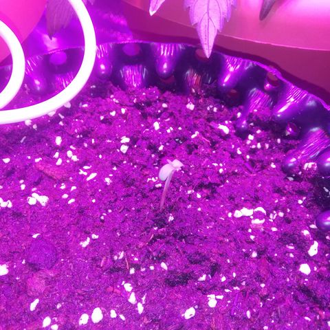 Varietà sconosciuta growlog timeline photo