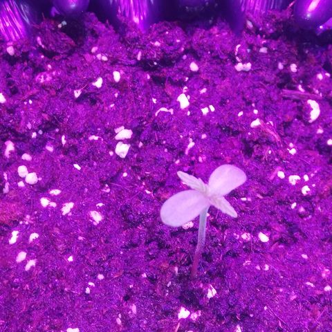 Varietà sconosciuta growlog timeline photo