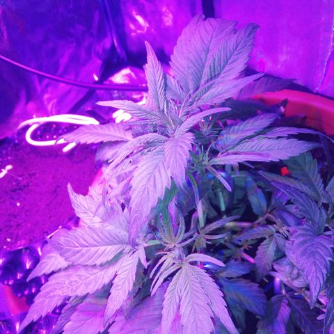 Varietà sconosciuta growlog timeline photo