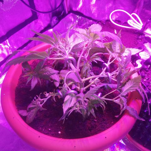 Varietà sconosciuta growlog timeline photo