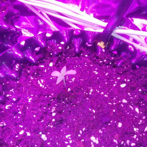 Varietà sconosciuta growlog timeline photo