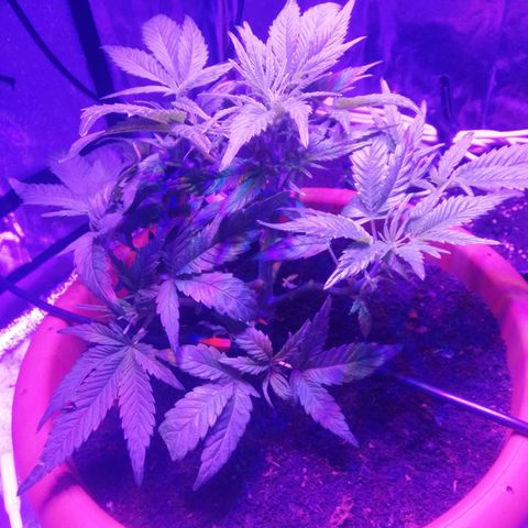 Varietà sconosciuta growlog timeline photo