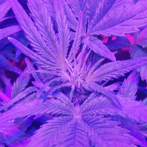 Varietà sconosciuta growlog timeline photo