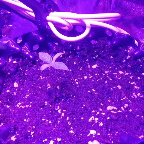 Varietà sconosciuta growlog timeline photo