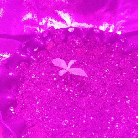 Varietà sconosciuta growlog timeline photo