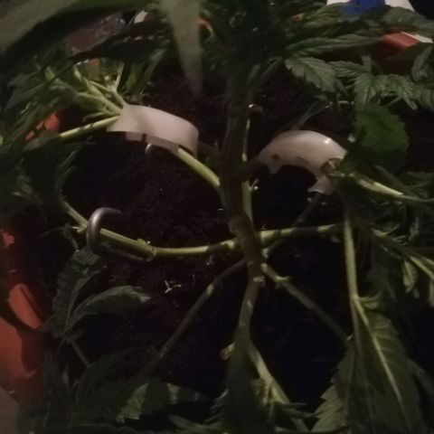 Varietà sconosciuta growlog timeline photo