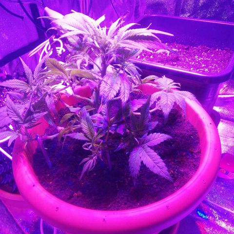 Varietà sconosciuta growlog timeline photo