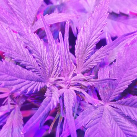 Varietà sconosciuta growlog timeline photo