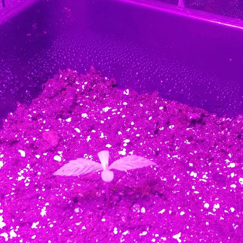 Varietà sconosciuta growlog timeline photo