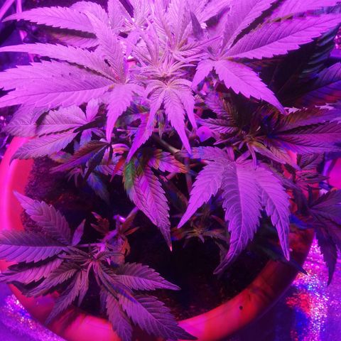 Varietà sconosciuta growlog timeline photo