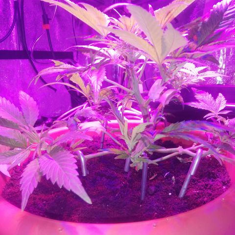 Varietà sconosciuta growlog timeline photo