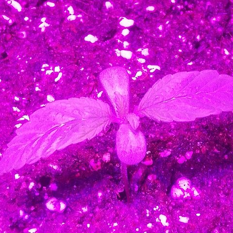 Varietà sconosciuta growlog timeline photo
